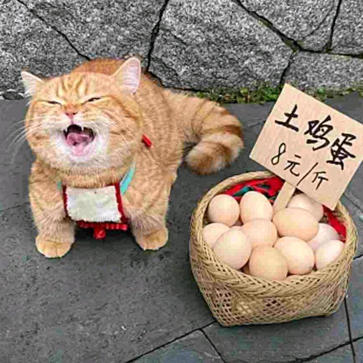 孞琞