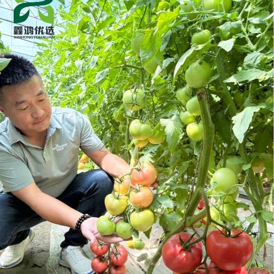 🇨🇳鑫鸿优选🤝蔡希杰👍
