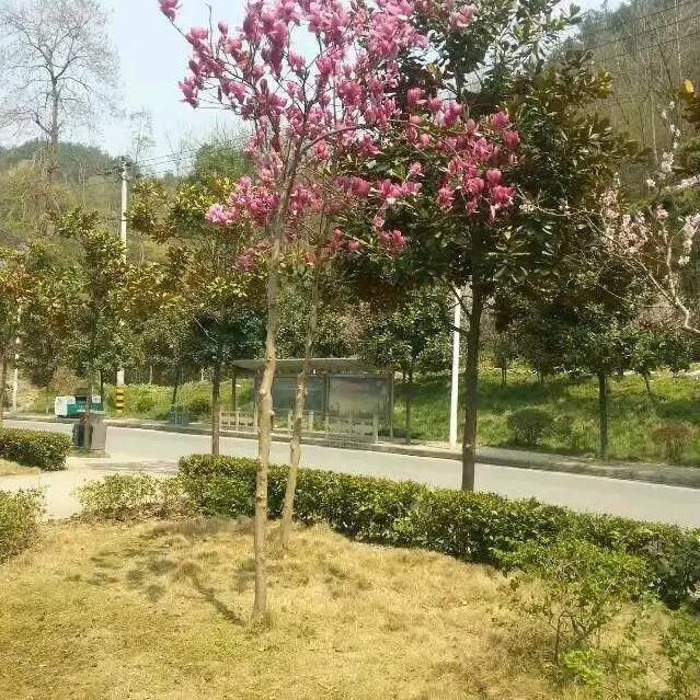 Zh周红牛