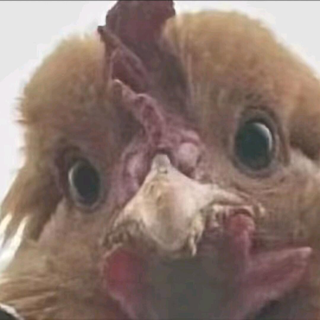 在逃瞌睡狠狠爱
