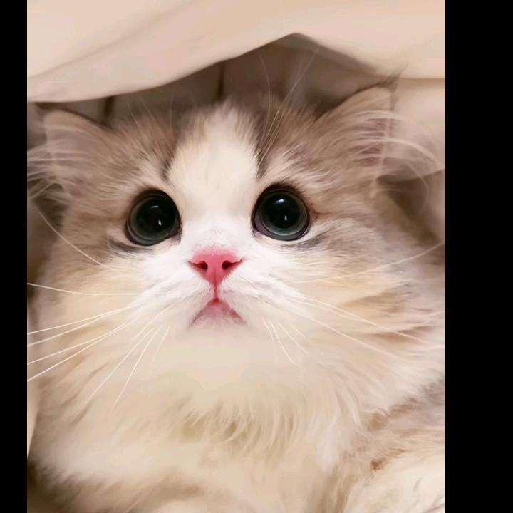 乐陶陶