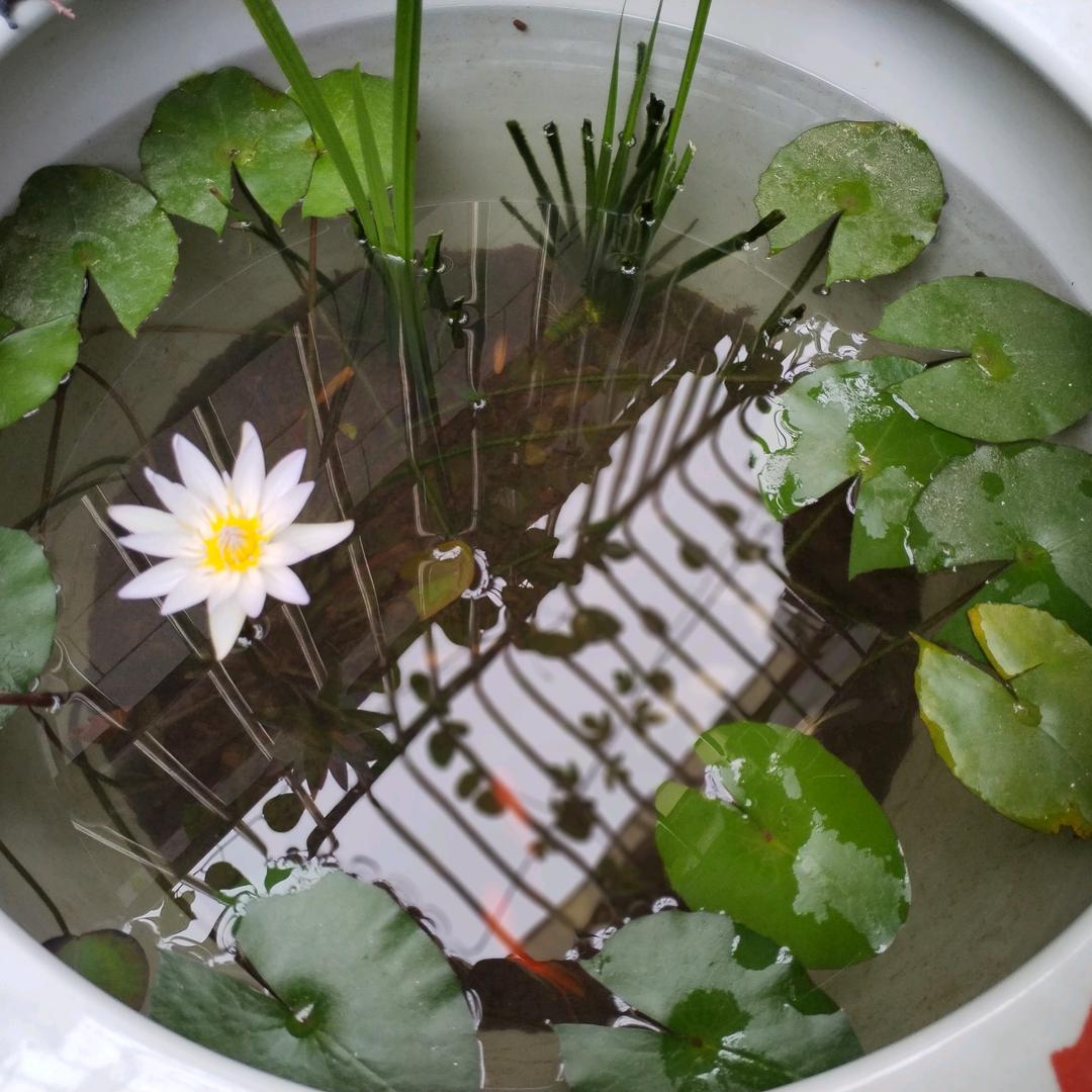 叮铃铃…小黄鸭