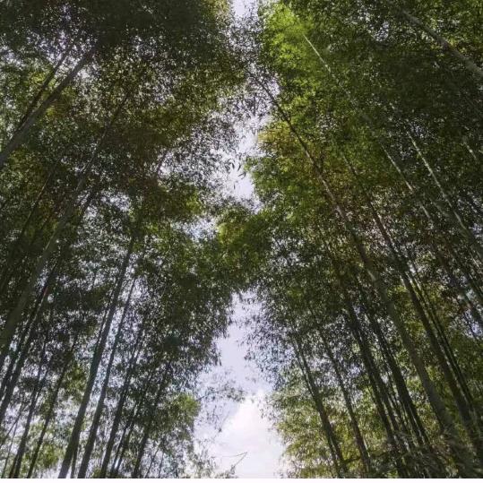 ღ᭄ 🌸꯭傻姑凉ဤ²⁰²⁵ ໑ຼ