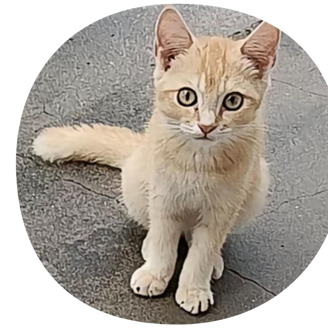 夜猴子