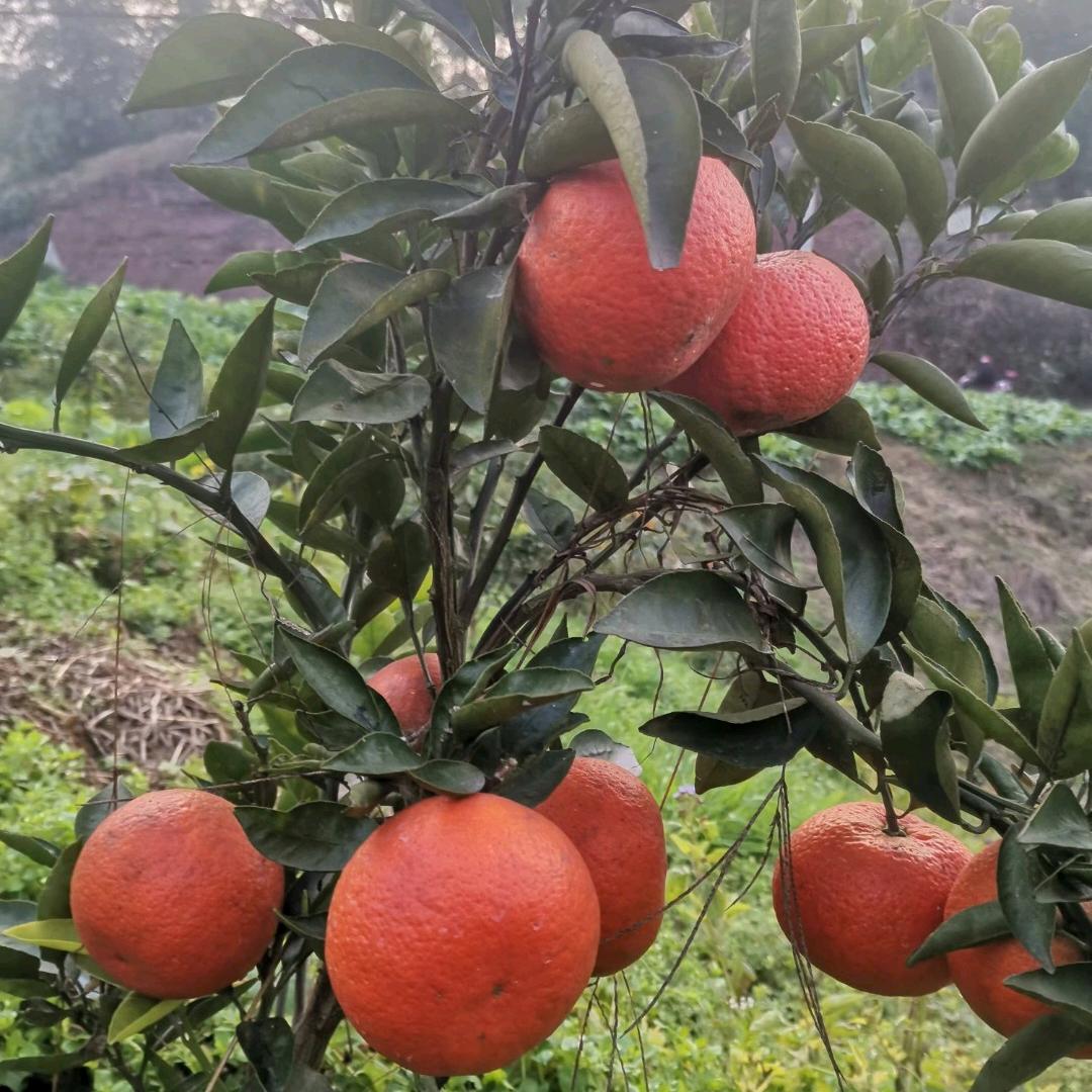 不知不觉就老了