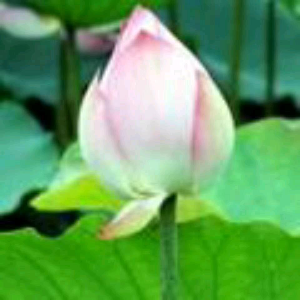 宋国琴，内蒙古赤峰市红山区