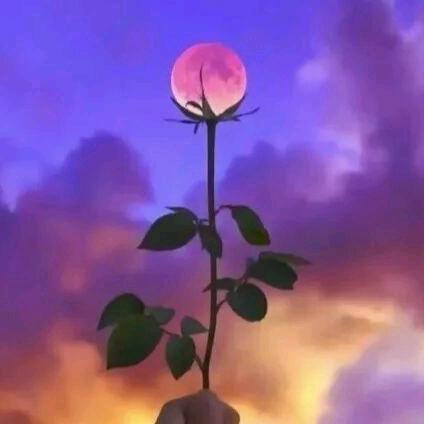 @小辛（不定时直播）