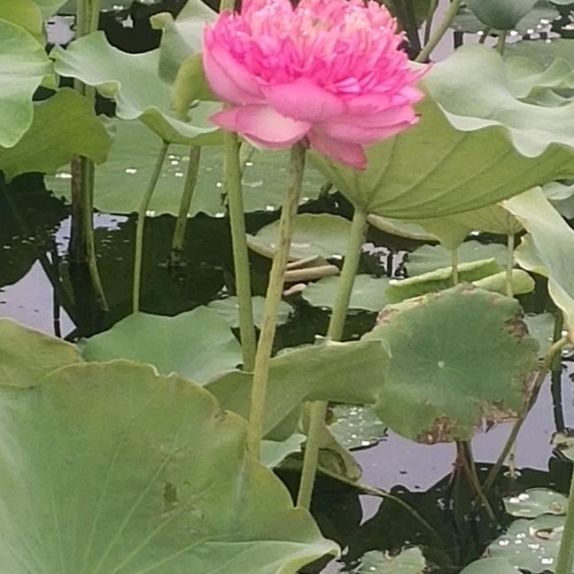 魅影
