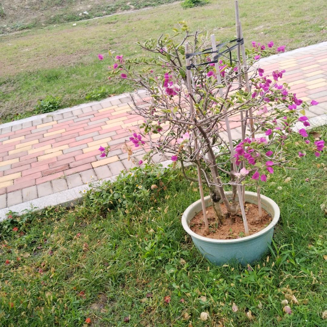 无眠