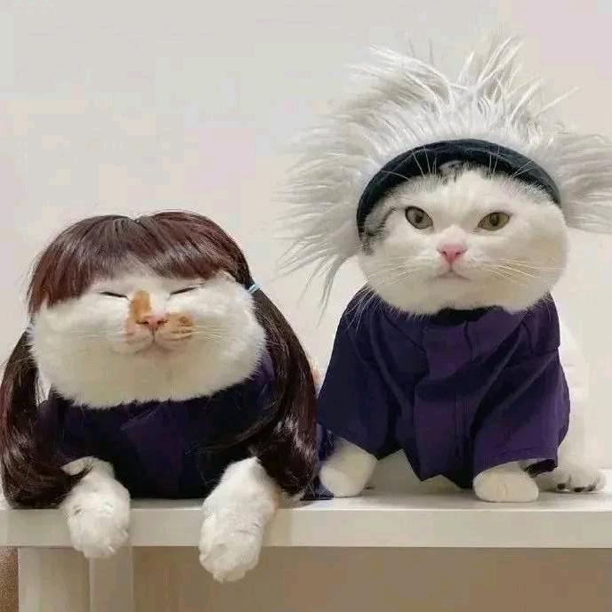 猫猫