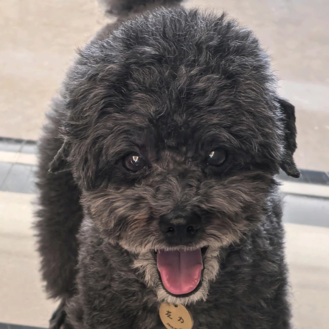 琚宝盆儿和玛妮儿是两只招财喵儿