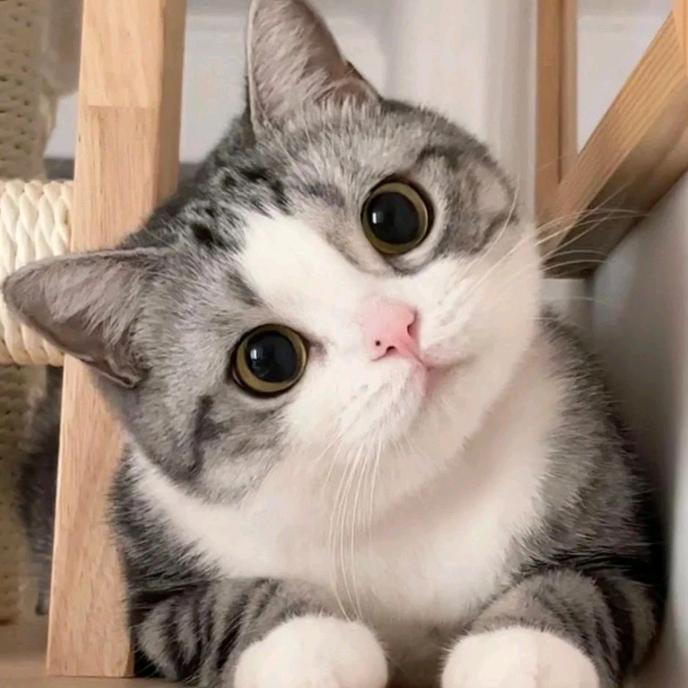 吉祥猫