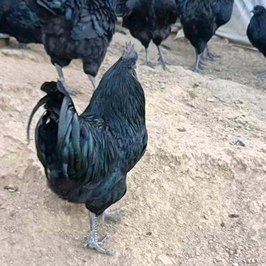 美丽的草原