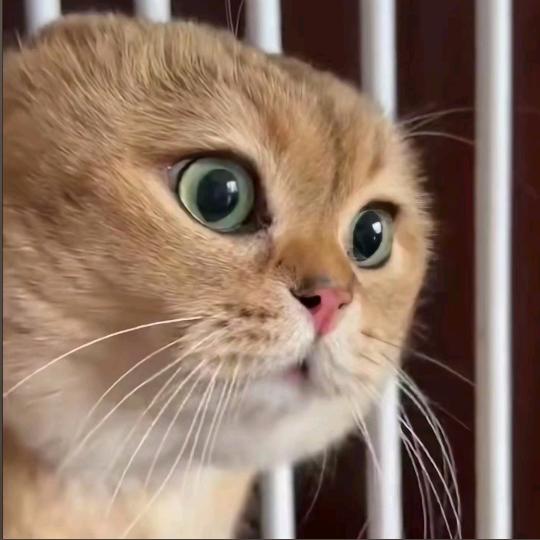 猫meme专场