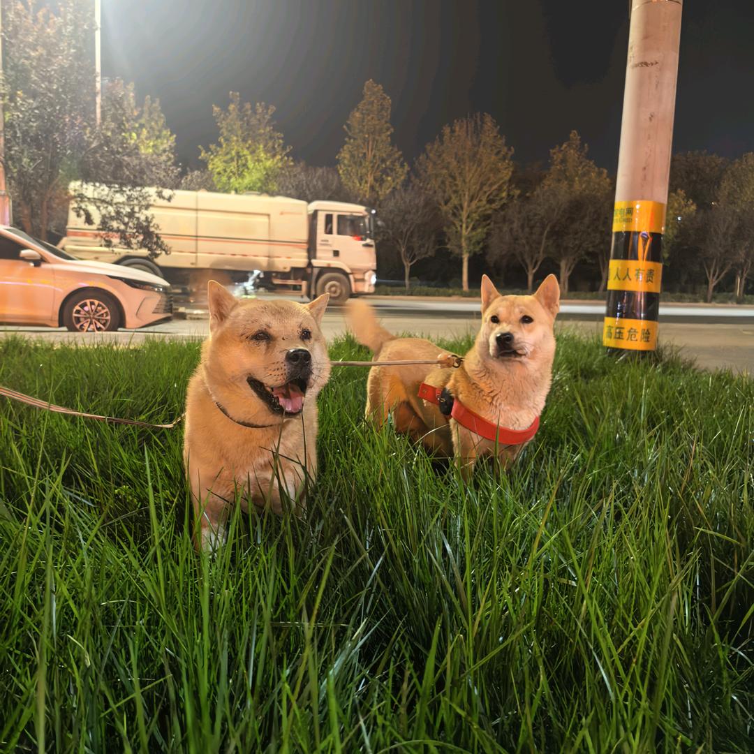 发财精品黄狗白面专场