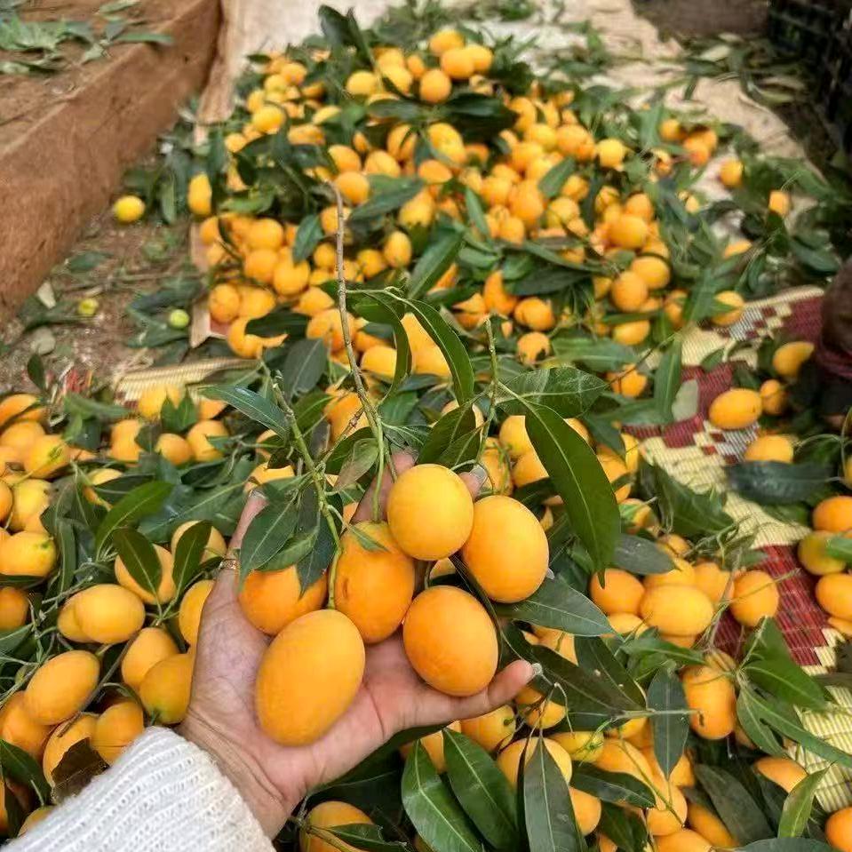 嘉腾鲜果行