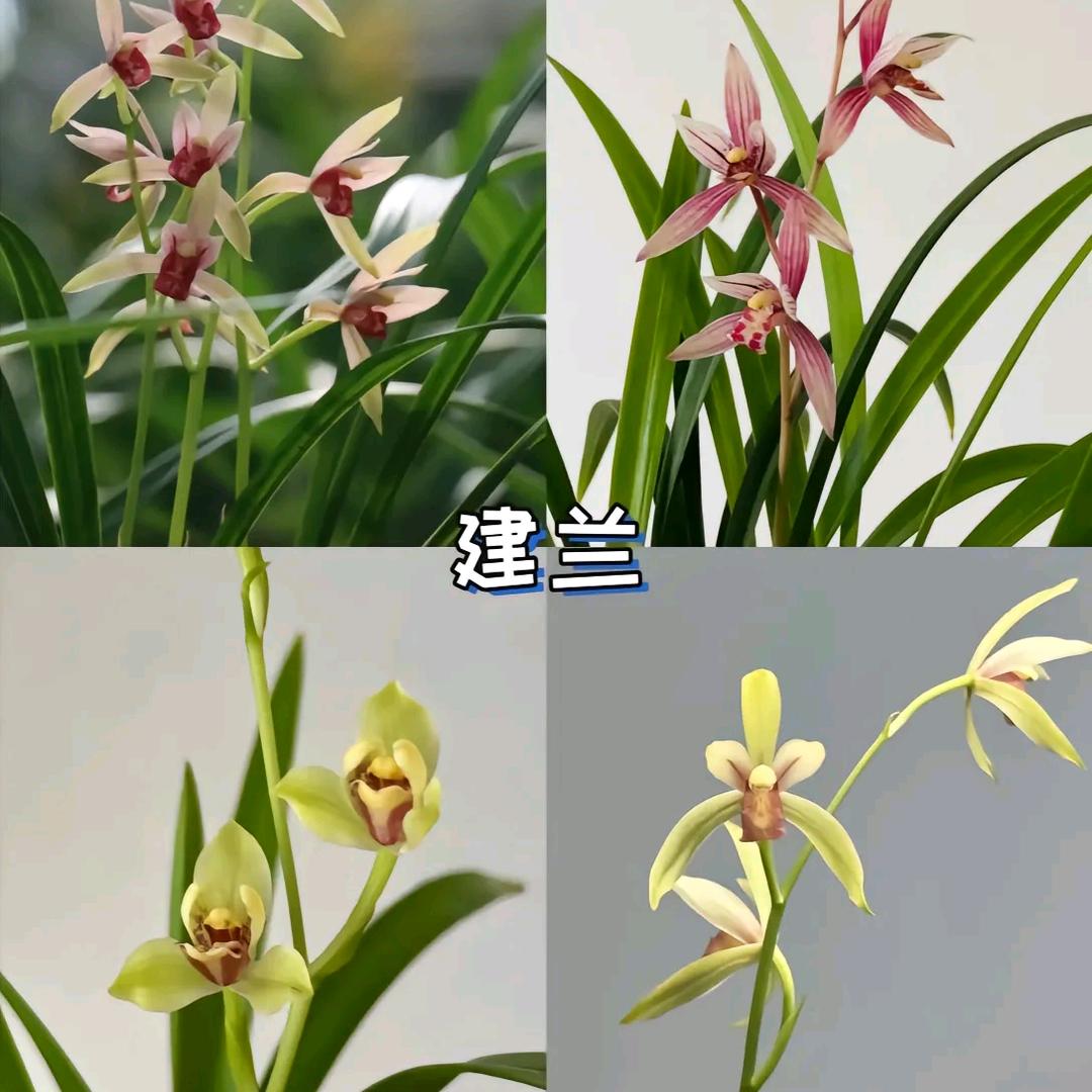 楠心蕙质
