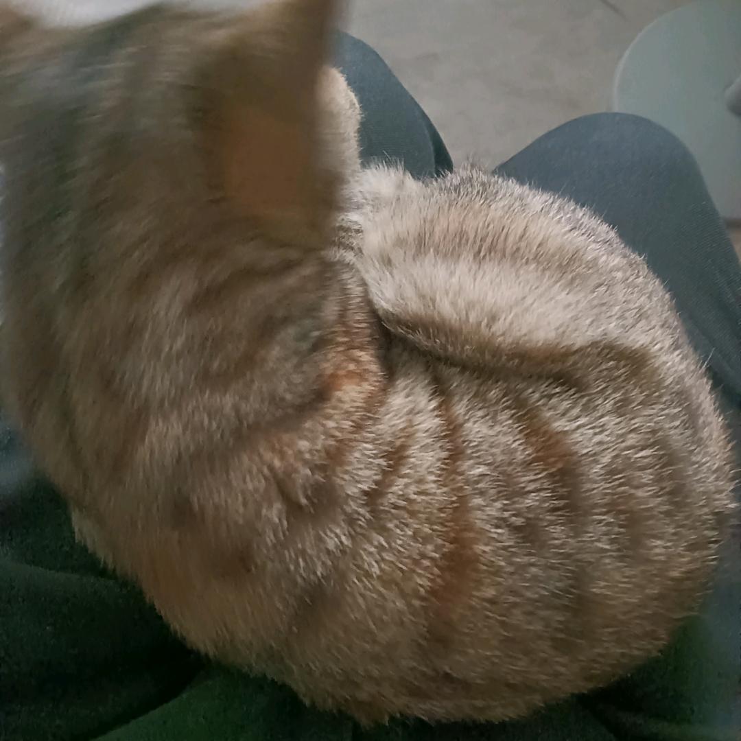 只看不上票！