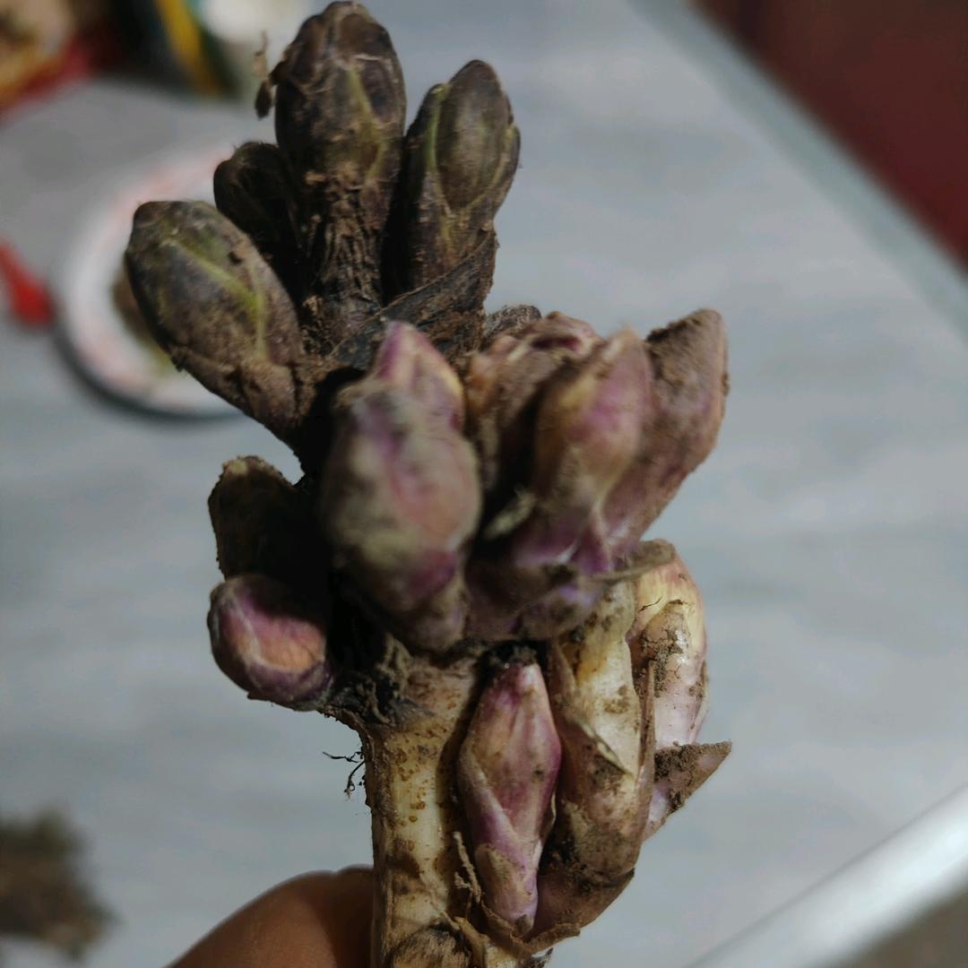 甘肃岷县本地中药材