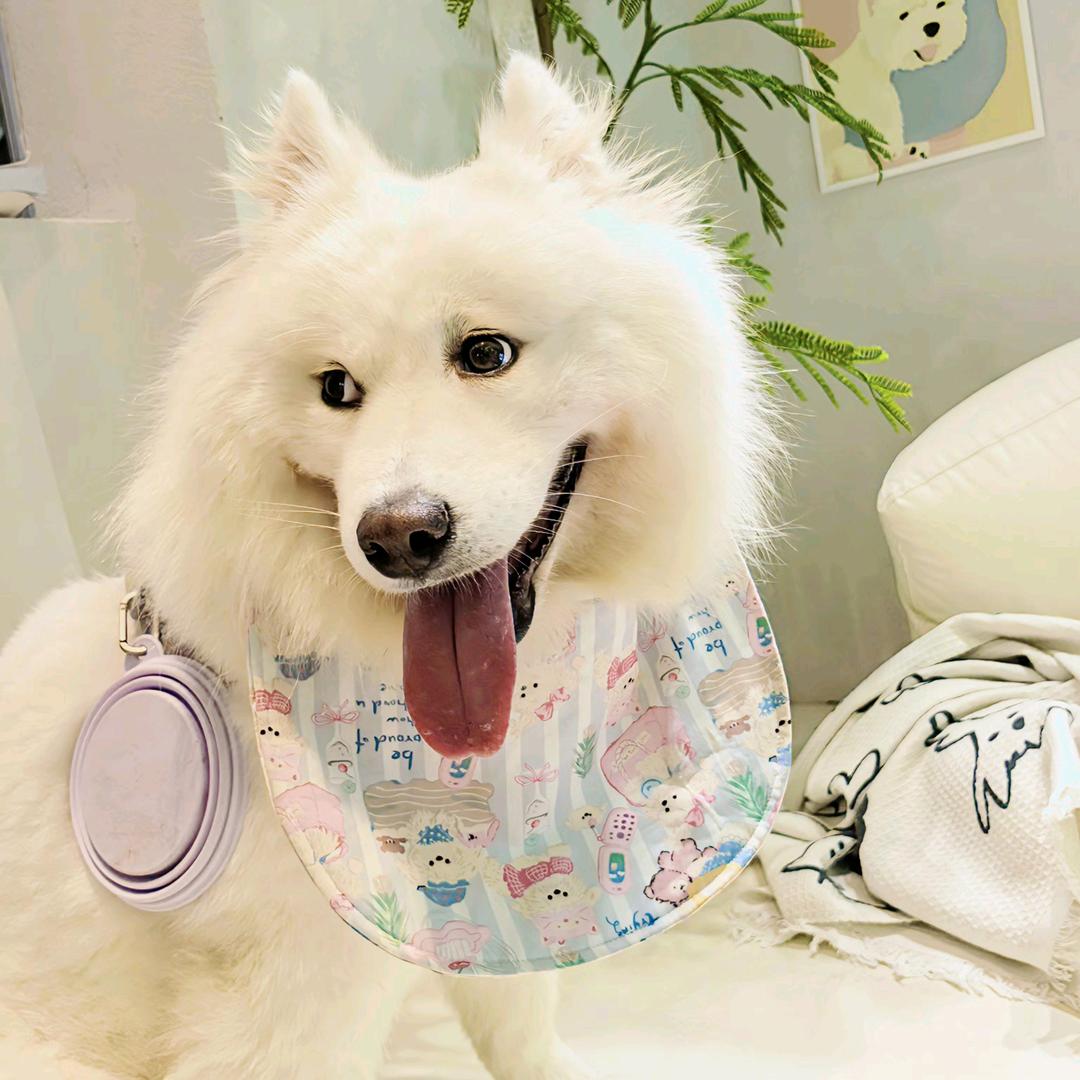 屁桃耶