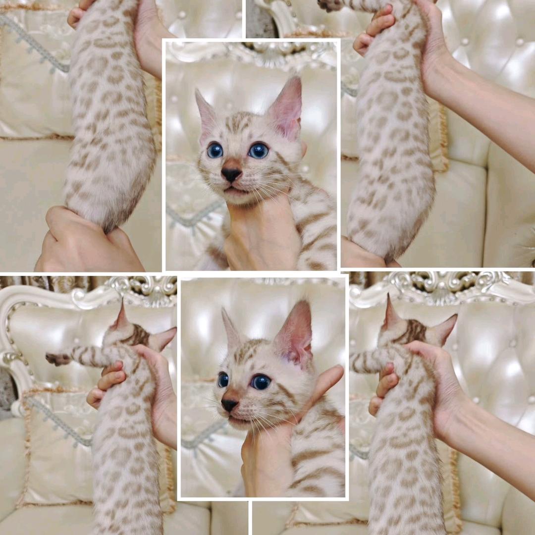 豹猫世家