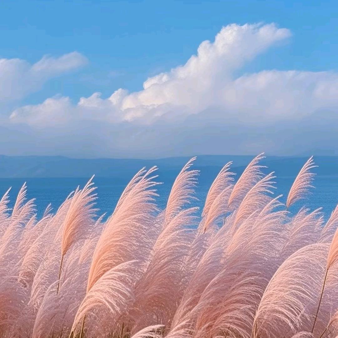 ²⁰²⁵ᰔᩚ浅夏🍀