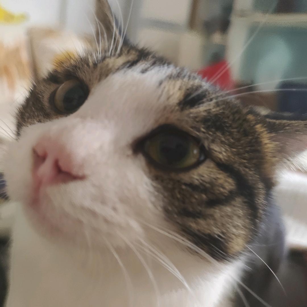 弹簧( 绝望黑屋鼠 )