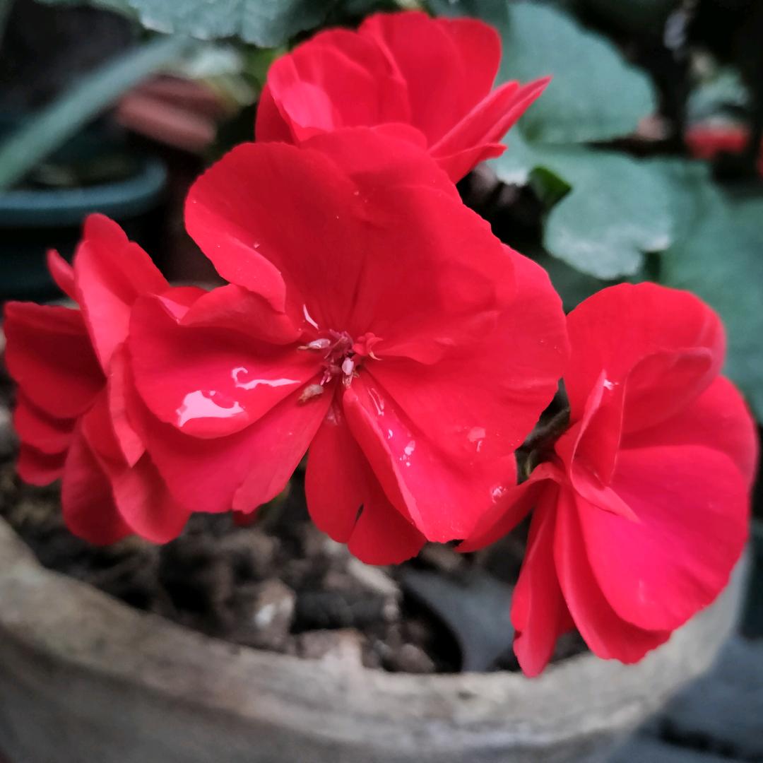 50后的我