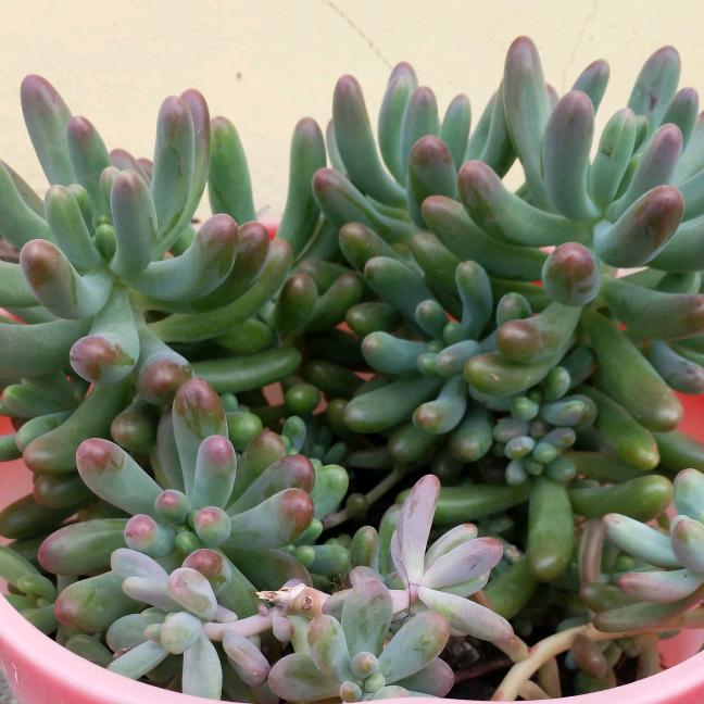 愿