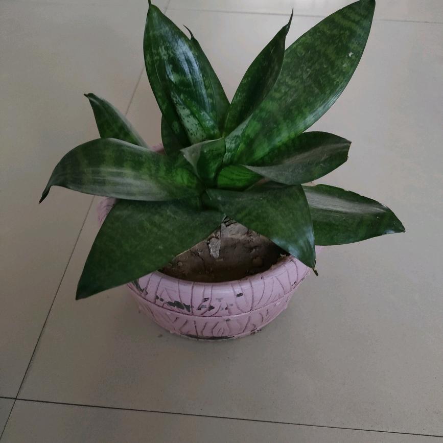 大陆小柒