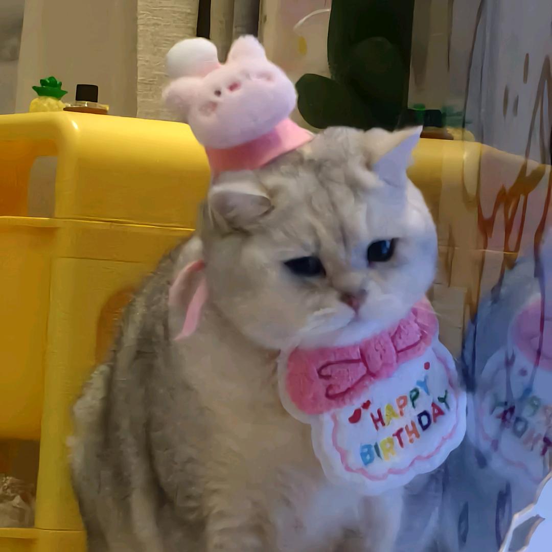 龟鲨兔乐