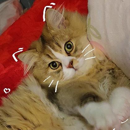 王大锤子