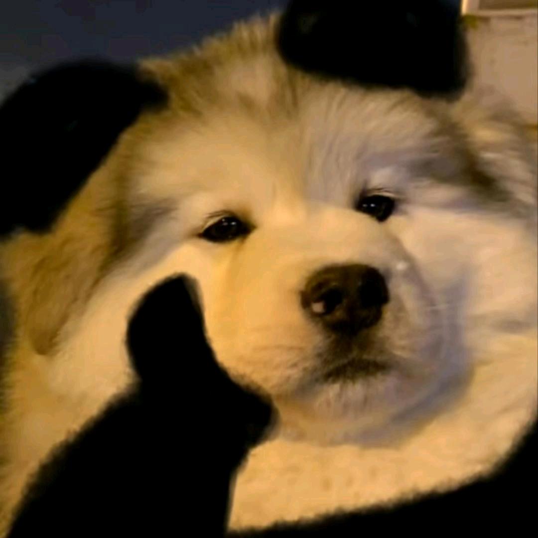 可可布朗尼