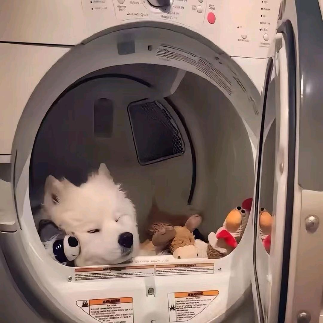 弹幕宋宋