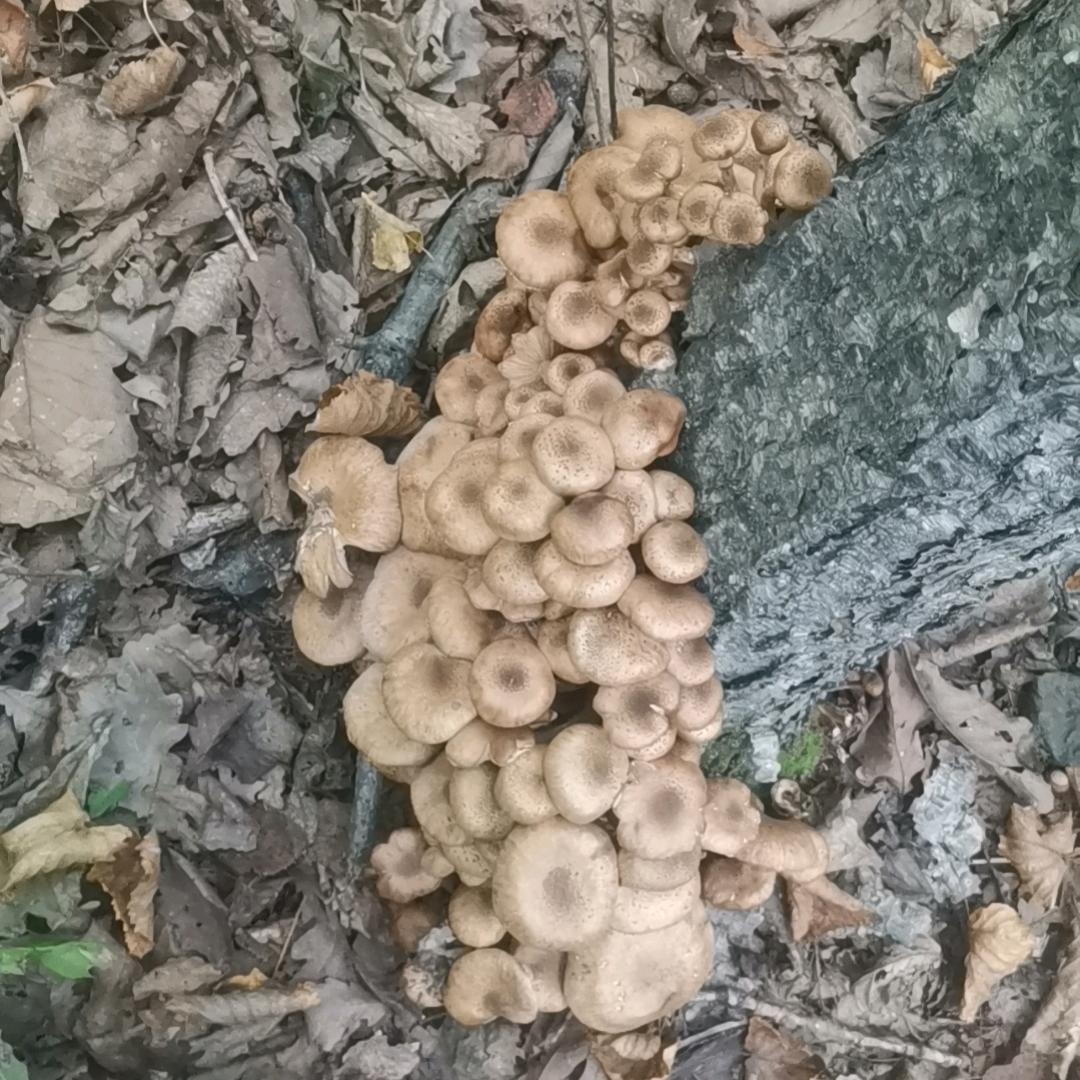 火联火