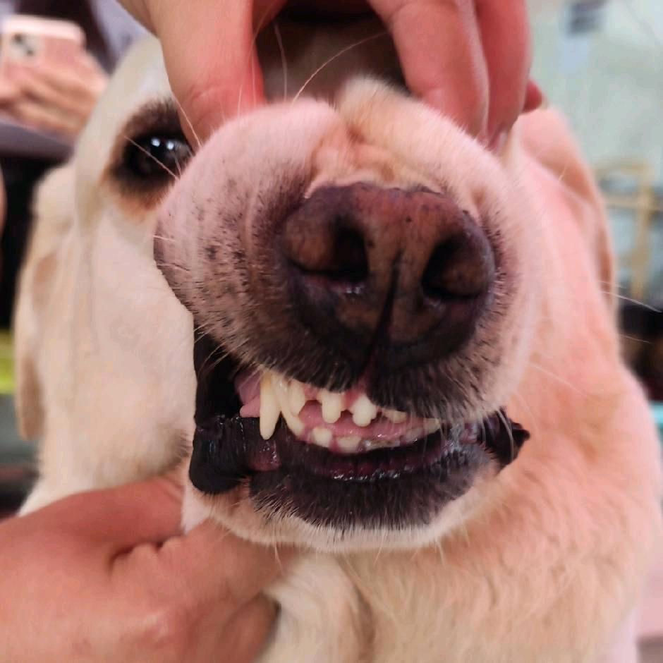 大宝寻欢🐷
