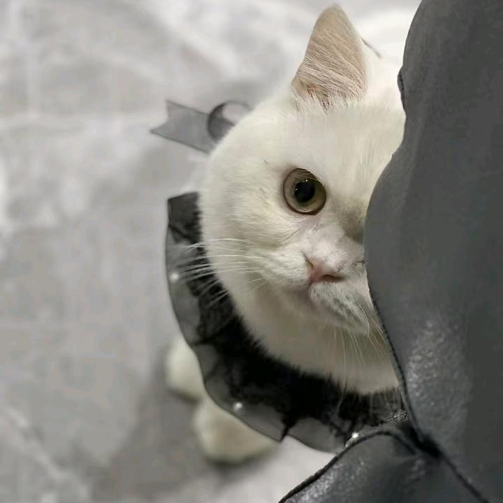 悄咪咪