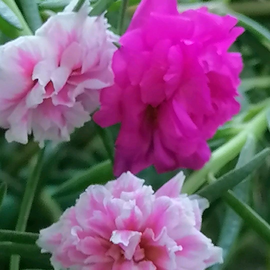 李愛明
