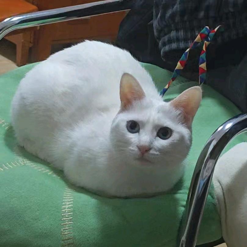 白鹿★