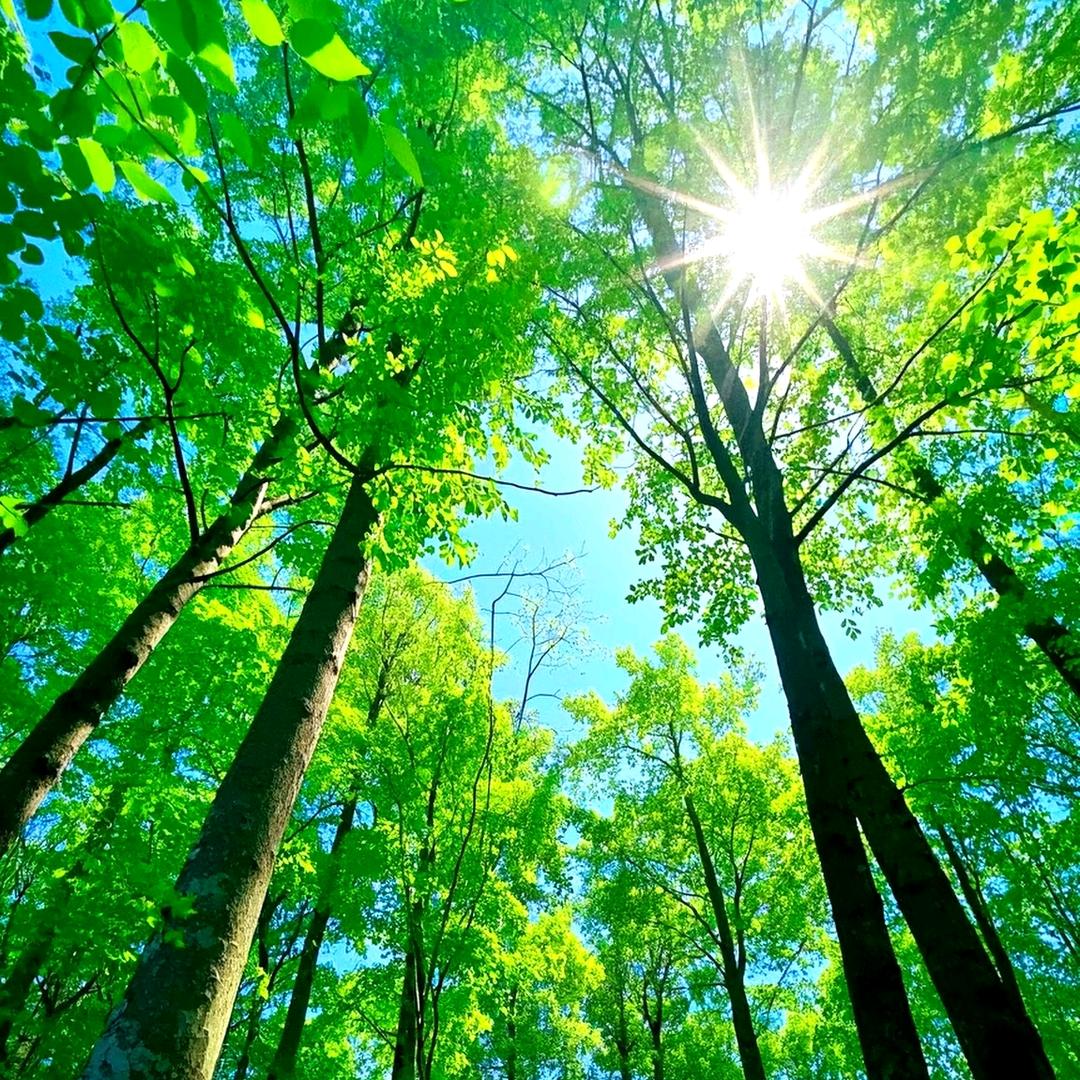 ꩒꒷森森ଓꦿ࿐