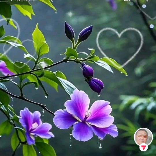 月桃花开时