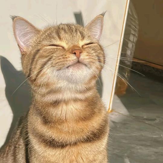 雾月