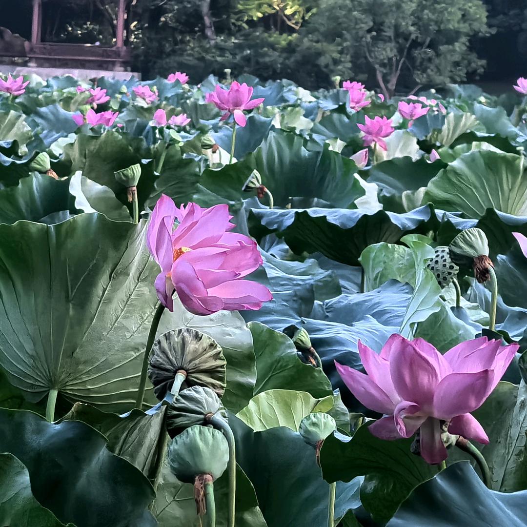 米姐（走路直播学习中）