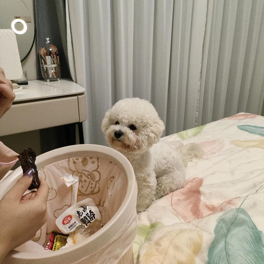 比熊族的静静（求关注）