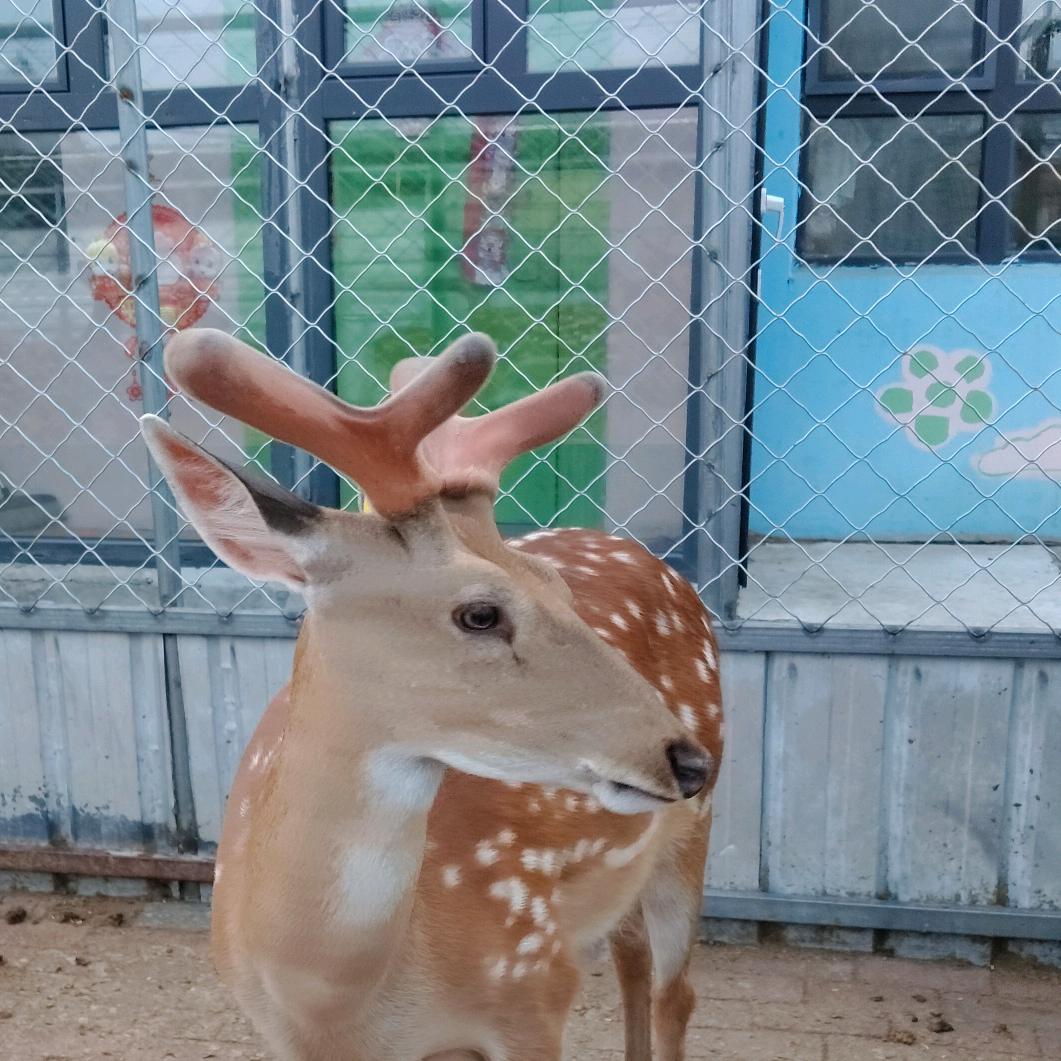 鹿鸣轩鹿业