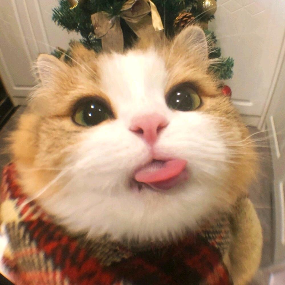 啊月