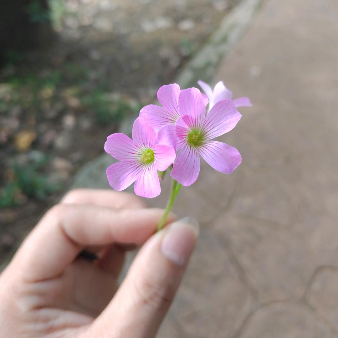 🌺唯一🌾