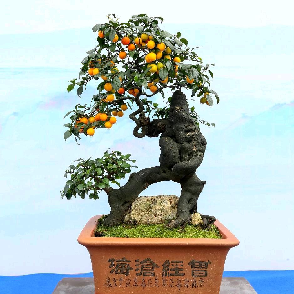 肖老桩金弹子园艺