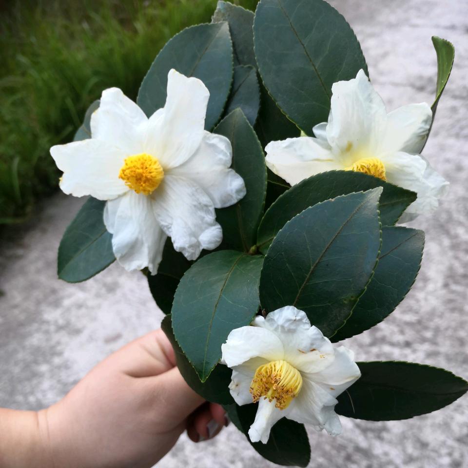 毛毛