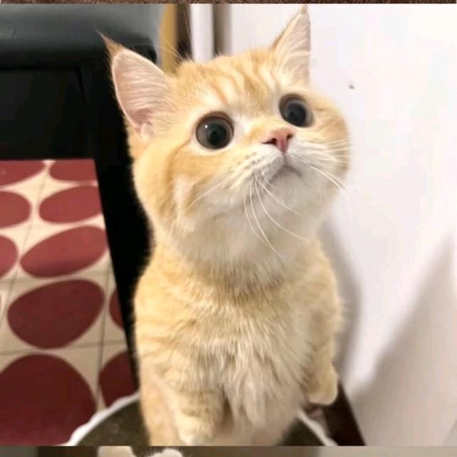 笨诗刊1v4（和平精英pc端）